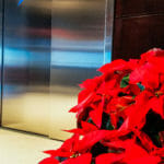 Poinsettias in the hallway at Endeavor