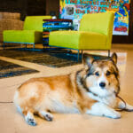 Caper the Corgi